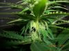 BS F1 FEM3 KUSH BUSH_6-7-12 9.JPG