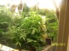 A Grow (Sandra's) 007.jpg