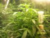 A Grow (Sandra's) 011.jpg