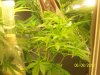 A Grow (Sandra's) 012.jpg