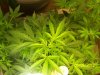 A Grow (Sandra's) 014.jpg