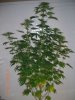 BS F1 FEM5 MO PLANT_6-10-12 1.JPG