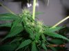 BS F1 FEM5 MO PLANT_6-10-12 2.JPG