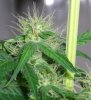 BS F1 FEM5 MO PLANT_6-10-12 3.jpg