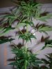 BS F1 FEM5 MO PLANT_6-10-12 4.JPG