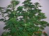 BS F1 FEM5 MO PLANT_6-10-12 5.JPG