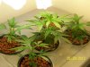 Next Grow H 003.jpg