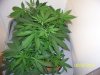 Next Grow J 001.jpg