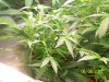 A Grow (Sandra's) 010.jpg