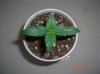 MEDUSA'S FRUIT1_6-13-12 1 @ 2 WKS.JPG