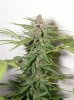 PR2_03Nov_bud1.JPG