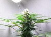 PR2_26Oct_bud1.JPG