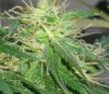 BS F1 FEM1_6-16-12 MACRO 5.jpg