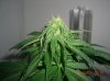 BS F1 FEM2_6-16-12 MACRO 2.JPG