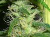 BS F1 FEM3 KUSH BUSH_6-16-12 MACRO 1.jpg