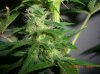 BS F1 FEM3 KUSH BUSH_6-16-12 MACRO 2.JPG