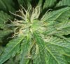 BS F1 FEM4_6-16-12 MACRO 5.jpg