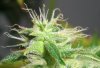 BS F1 FEM5 MO PLANT_6-16-12 MACRO1.jpg