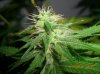 BS F1 FEM5 MO PLANT_6-16-12 MACRO 2.JPG