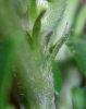 MEDUSA'S FRUIT_6-19-12 1 PISTILS DAY 19.jpg