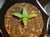 CRITICAL JACK_6-22-12 1 DAY 12.JPG