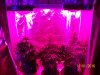 day36f.JPG