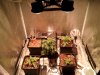 Dinafem-optic foliar grow pic1 -10-28-2016.jpg