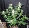 3rd MS Grow 040.jpg