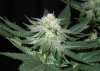 3rd MS Grow 047.jpg