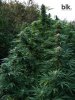 05_Saturday_November_OGKush_PolandOutdoor2.jpg