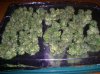 BS F1 FEM1 BL_7-4-12 HARVEST.JPG