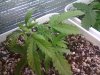 Easy Bud small 2 leaf defoliate and lst.jpg