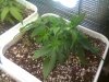 Money Maker 4 leaf defoliate and lst.jpg