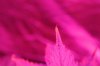 cookie leaf tip.JPG