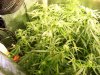 Next Grow Q 017.jpg