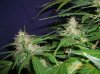 RRF_7-12-12 5 @ 8 WEEKS.JPG