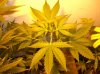 CRITICAL JACK_7-12-12 2 @ 34 Days.JPG