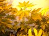 CRITICAL JACK_7-13-12 1 @ 34 Days.JPG