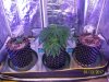 day27f.JPG