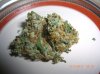 KUSH BUSH_7-13-12 1.JPG