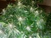 Sour Diesel Haze Day 70ish.jpg