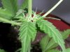 fastbud3-5_8-1.jpg