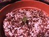 seedling in coco-+perlite.jpg