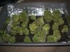 RRF_7-27-12 HARVEST 7.JPG