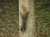 Squirrel Hybrin_7-3-12.JPG