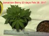 Jamaican Berry 23 days Feb 28, 2017.jpg