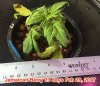 Jamaican Berry W 23 days Feb 28, 2017.jpg