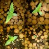 10th march seedlings.jpg