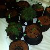 added pots awaiting new seeds.jpg