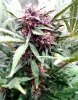 Black Dragon with purple buds pic1 -3-13-2017.jpg